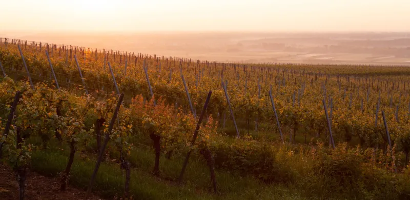 When the Tobacco Gave Out, the Grapes Came In — and Nothing Was Ever the Same